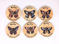 Ćmy. 6 sztuk kolorowych PWG